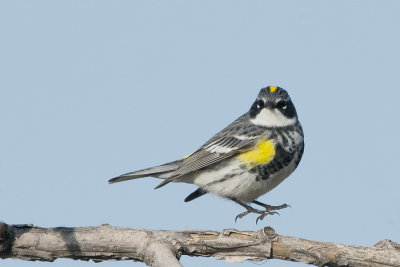 Yellow-rumped Warbler.jpg