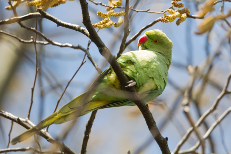 Rose-ringed Parakeet - Halsbandparkiet