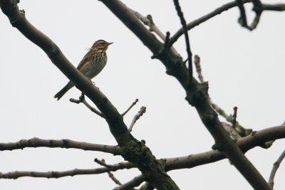 Olive-backed Pipit - Siberische Boompieper