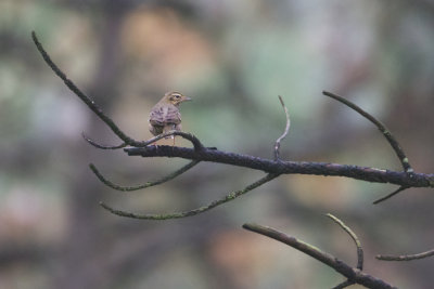 Olive-backed Pipit - Siberische Boompieper