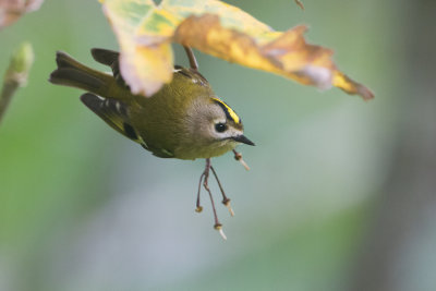Goldcrest - Goudhaantje