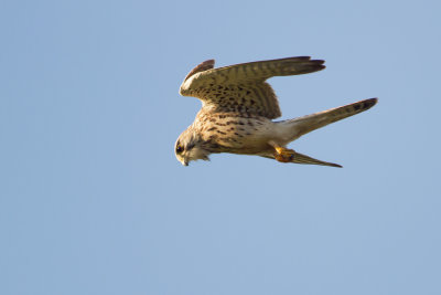 Kestrel - Torenvalk