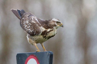 Common Buzzard - Buizerd