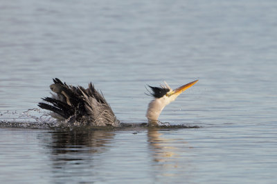 Grey Heron - Blauwe Reiger