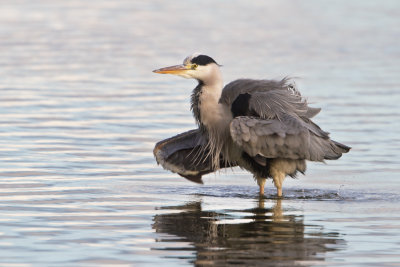 Grey Heron - Blauwe Reiger