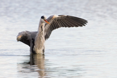 Grey Heron - Blauwe Reiger