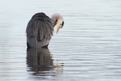 Grey Heron - Blauwe Reiger
