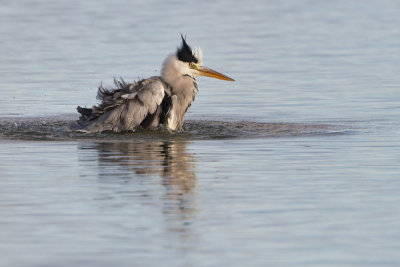 Grey Heron - Blauwe Reiger