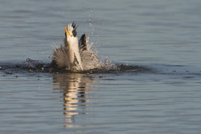 Grey Heron - Blauwe Reiger
