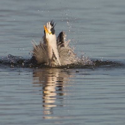 Grey Heron - Blauwe Reiger