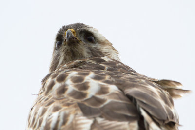 Common Buzzard - Buizerd