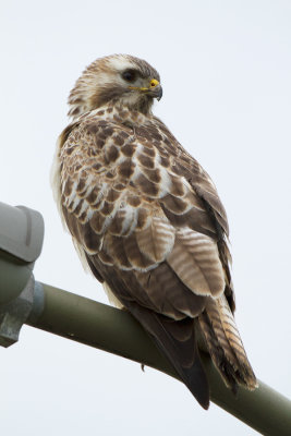 Common Buzzard - Buizerd