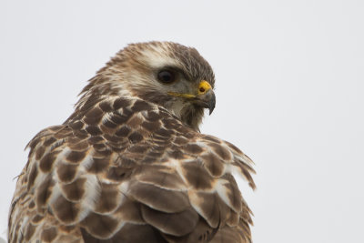 Common Buzzard - Buizerd