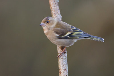 Chaffinch - Vink