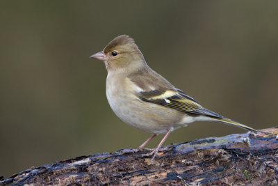Chaffinch - Vink