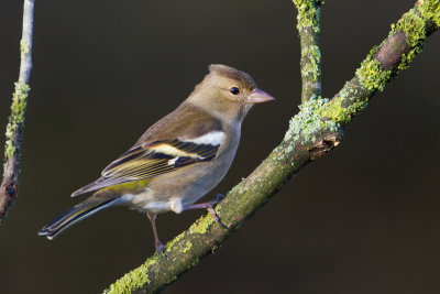 Chaffinch - Vink