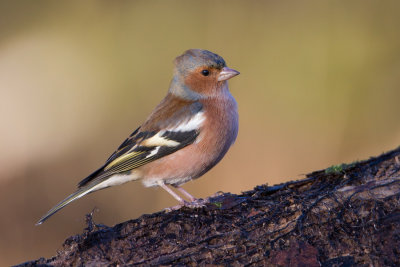 Chaffinch - Vink