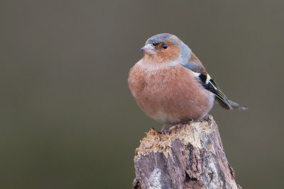 Chaffinch - Vink