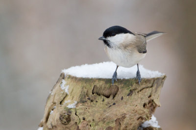 Marsh Tit - Glanskop
