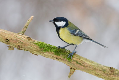 Great Tit - Koolmees