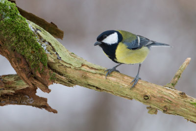 Great Tit - Koolmees