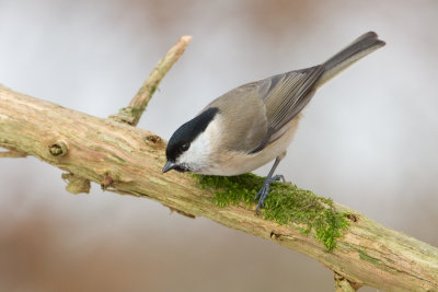 Marsh Tit - Glanskop