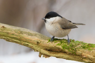 Marsh Tit - Glanskop