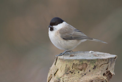 Marsh Tit - Glanskop