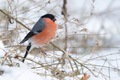 Eurasian Bullfinch - Goudvink