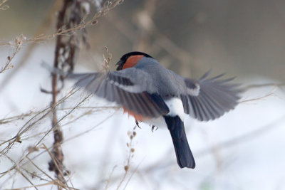 Eurasian Bullfinch - Goudvink