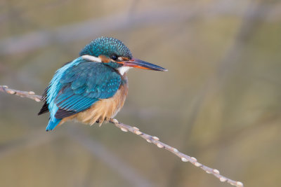 Kingfisher - IJsvogel