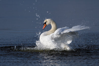 Mute Swan - Knobbelzwaan