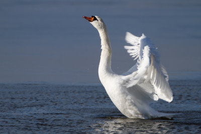 Mute Swan - Knobbelzwaan