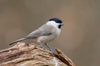 Marsh Tit - Glanskop