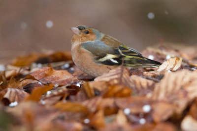 Chaffinch - Vink