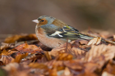 Chaffinch - Vink
