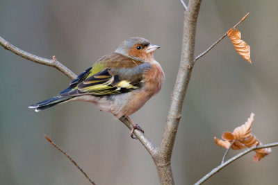 Chaffinch - Vink