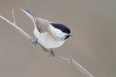 Marsh Tit - Glanskop