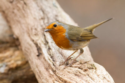 European Robin - Roodborst