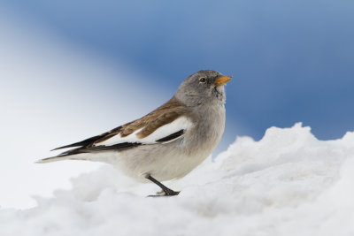 Snow Finch - Sneeuwvink