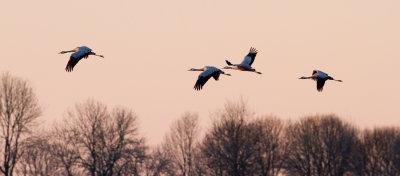 Common Crane - Kraanvogel