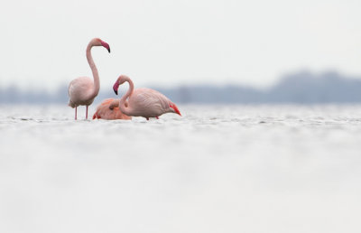 Greater Flamingo - Flamingo