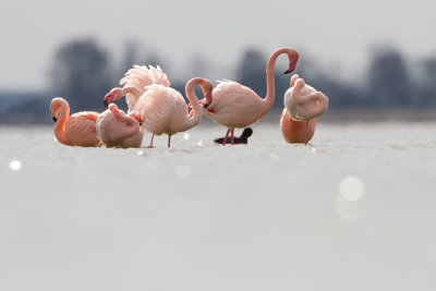 Greater Flamingo - Flamingo