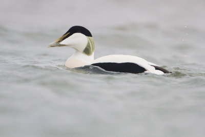 Common Eider - Eider