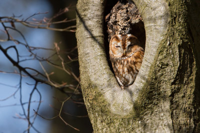 Tawny Owl - Bosuil