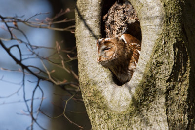 Tawny Owl - Bosuil
