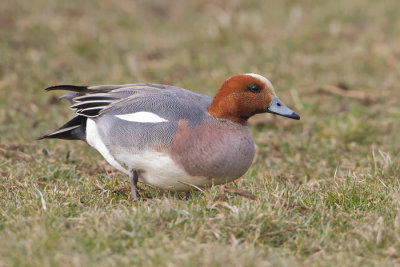 Eurasian Wigeon - Smient