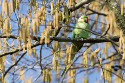 Rose-ringed Parakeet - Halsbandparkiet