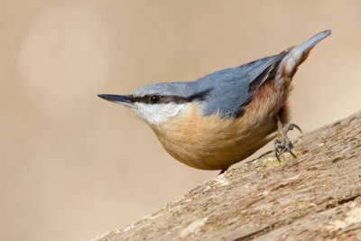 Eurasian Nuthatch - Boomklever