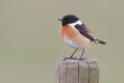 European Stonechat - Roodborsttapuit